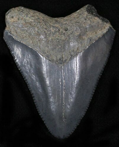 Bargain Megalodon Tooth - Florida #5463